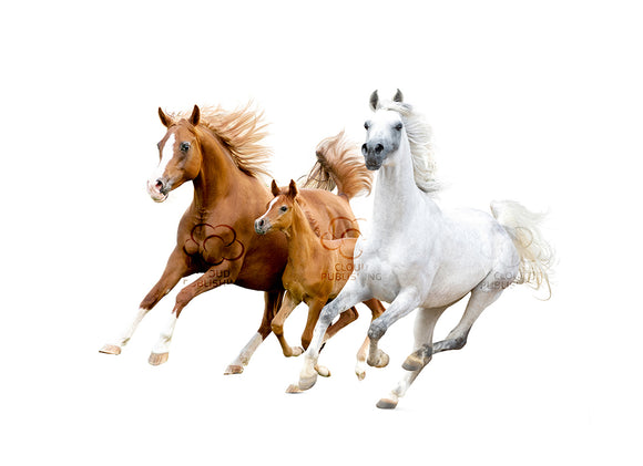 An A3 unframed print of three horses running on a white background one of which is a foal from Cloud Publishing