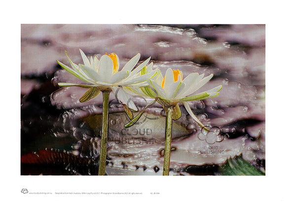 White waterlilies in a pond with a waterdroplet background effect by Australian photogapher Julie Blamire and published by Cloud Publishing