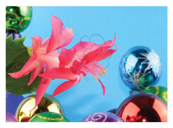 Christmas card of zygocactus flower and baubles from Cloud Publishing