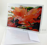 Zygocactus greeting card variety Blazing Fantasy red-orange coloured flower