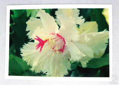 Aspen Zygocactus Greeting Card. The world's first frilly edged zygocactus flower published by Cloud Publishing