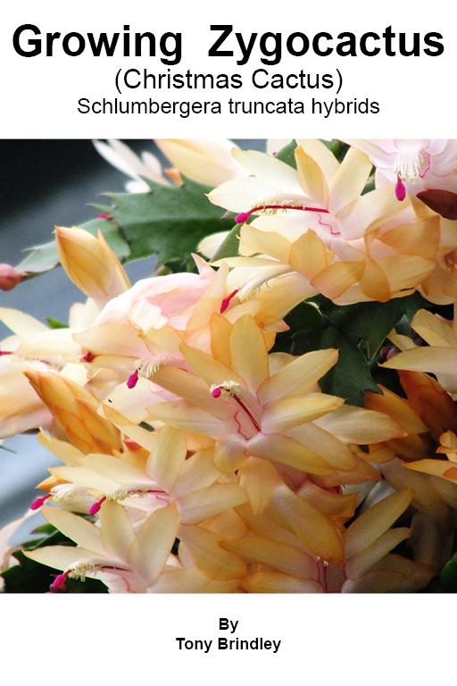 Learn how to grow Schlumbergera also known as Zygocactus,  Thanksgiving Cactus, Holiday Cactus and Christmas Cactus
