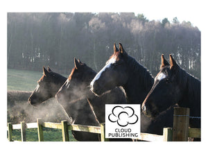 Four horses greeting card