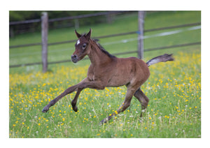 Running young foal greeting card