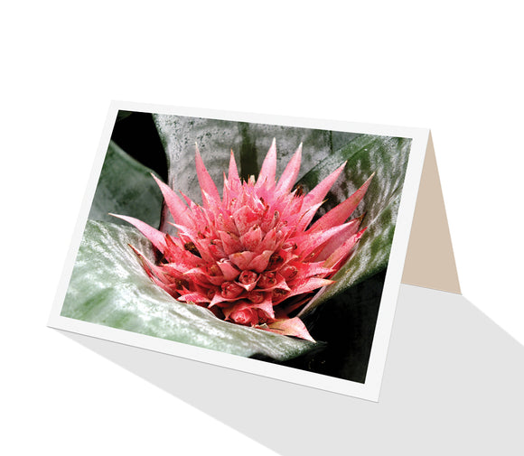 Flower greeting card of pink flowering bromeliad aechmea fasciata published by Cloud Publishing