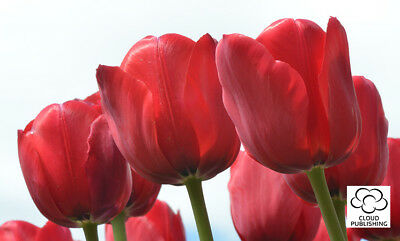 red tulips reaching syward by photographer Julie Blamire and published as a greeting card by Cloud Publishing
