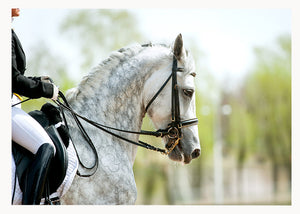 Dressage horse in harness from Cloud Publishing