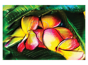 Frangipani hot pink and yellow illustration greeting card published by Cloud Publishing