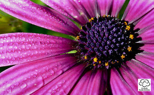 Greeting card of a purple African Daisy flower from Cloud Publishing