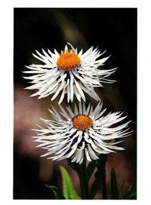 Greeting card white paper daisies Helichrysum by Julie Blamire