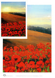 Poppy Fields in Flanders A4 decor print by Peter Hill from Cloud Publishing