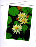 yellow white waterlilies floating in a dark pond among the green lily pads by artist PJ Hill published by Cloud Publishing