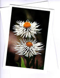 Greeting card white paper daisies Helichrysum by Julie Blamire