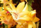 Gold Fantasy greeting card of gold colored zygocactus flowers published by Cloud Publishing.  Also known as Thanksgiving cactus