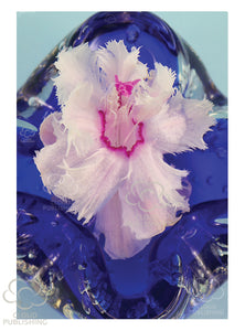Zygocactus Aspen also known as Thanksgiving cactus, Holiday Cactus, Christmas cactus and schlumbergera. Aspen is pure white frilly and is displayed on this greeting card on blue glass. Published by Cloud Publishing.
