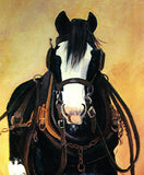 Running Clydesdale horse in harness wall art print by Australian artist Peter Hill and published by Cloud Publishing