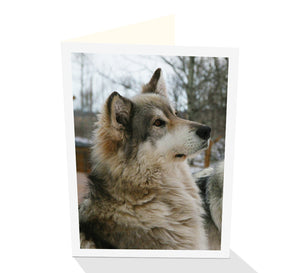 Greeting card of an attentive Wolf by photographer Ashlee Brindley and Cloud Publishing