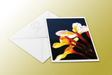 A greeting card with three white frangipani flowers with yellow centres and buds shown in afternoon light published by Cloud Publishing