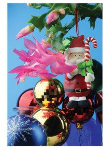 Christmas cactus Christmas card with Santa Claus from Cloud Publishing