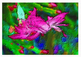 Flower greeting card zygocactus variety Millie mauve coloured published by Cloud Publishing