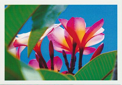 Greeting card of the tropical frangipani with pink yellow and white flowers from the underside looking upwards through leaves into the blue sky by photographer Tony brindley and published by Cloud Publishing