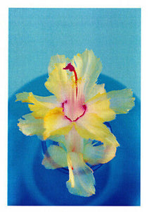 Christmas cactus greeting card yellow frilly Chelsea zygocactus variety published by Cloud Publishing