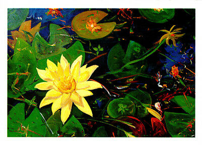 Flower greeting card of a yellow waterlily in a pond by PJ Hill published by Cloud Publishing