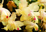 Zygocactus Chelsea greeting card from Cloud Publishing. Frilly flowering yellow variety also known as schlumbergera, Thanksgiving cactus and Christmas Cactus.