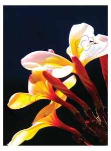 A greeting card with three white frangipani flowers with yellow centres and buds shown in afternoon light published by Cloud Publishing