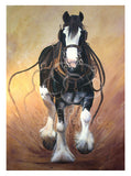 Running Clydesdale horse in harness greeting card by Australian artist Peter Hill and published by Cloud Publishing
