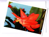 Christmas cactus greeting card of Zygocactus variety Sunburst Fantasy from Cloud Publishing