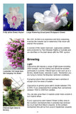 Christmas Cactus growing instructions for light in ebook Growing Zygocactus by Australian expert Tony Brindley