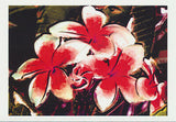 illustration of red and white frangipani by artist Tony Brindley published by Cloud Publishing