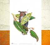 Possum in Gum Leaves Wall Art A4 unframed print by artist John Howarth published by Cloud Publishing