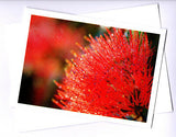 Greeting card of a red callistemon flower close up by photographer Julie Blamire
