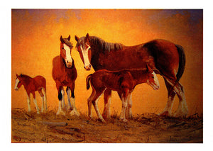 Young horse foals in paddock greeting card by Peter Hill