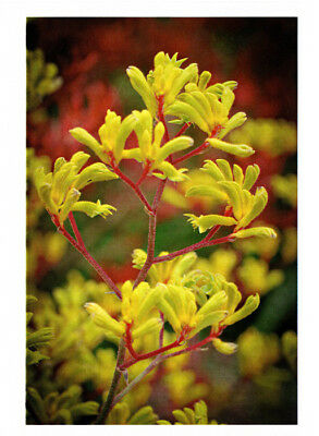 Greeting card of the beautiful yellow Kangaroo Paw flower stem published by Cloud Publishing