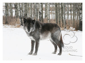 Greeting card Canadian black wolf by Ashlee Brindley from Cloud Publishing