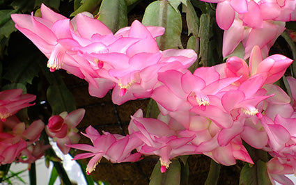 Zygocactus Millenium Fantasy pale pink flower cluster as seen ona greeting card published by Cloud Publishing. Also known as Zygocactus and Schlumbergera.