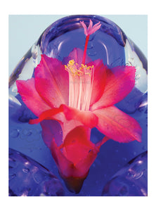 Christmas cactus greeting card of red flowering zygocactus variety Ascot on blue glass from Cloud Publishing