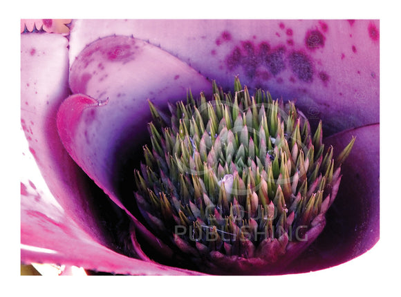 Bromeliad Neoregelia Concentrica pink flower greeting card published by Cloud Publishing