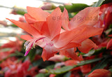 Zygocactus greeting card variety Blazing Fantasy red-orange coloured flower. Also known as schlumbergera, Thanksgiving cactus and Christmas Cactus.