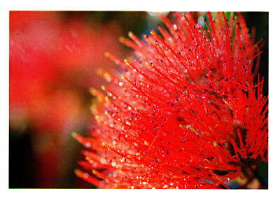Greeting card of a red callistemon flower close up by photographer Julie Blamire
