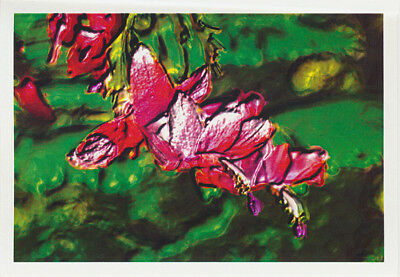 Christmas cactus greeting card of variety Strawberry Fantasy from Cloud Publishing