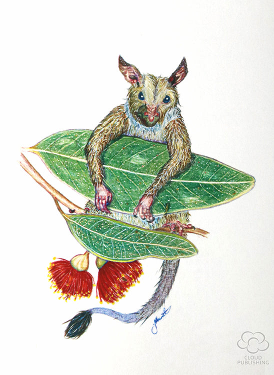 Possum hanging in red flowering gum leaves greeting card by artist Jon Howarth and published by Cloud Publishing
