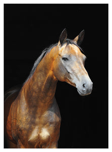 Akhal Teke light gold bay horse greeting card published by Cloud Publishing